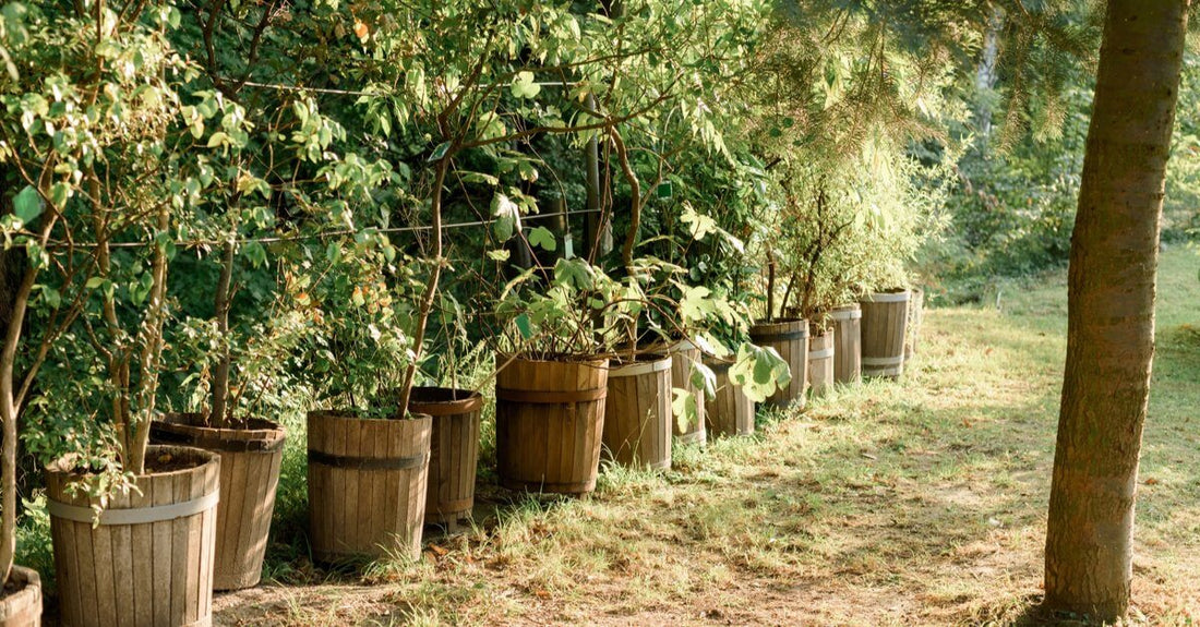 Row of barrels planters outdoors